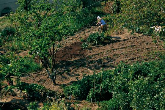 Il ‘calacala’: i pesci salgono, la verdura scende…