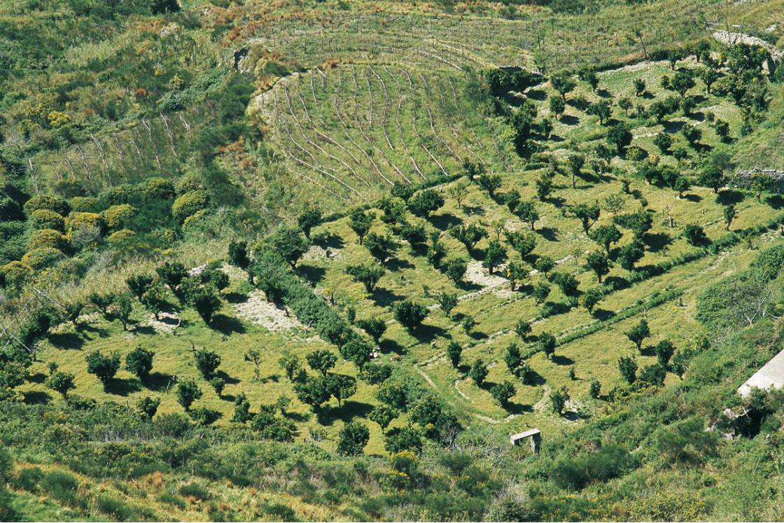 Traditionelle Küche von Ischia